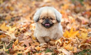 クーラー病の治療に効果的な薬は何ですか？